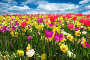 Field of spring flowers